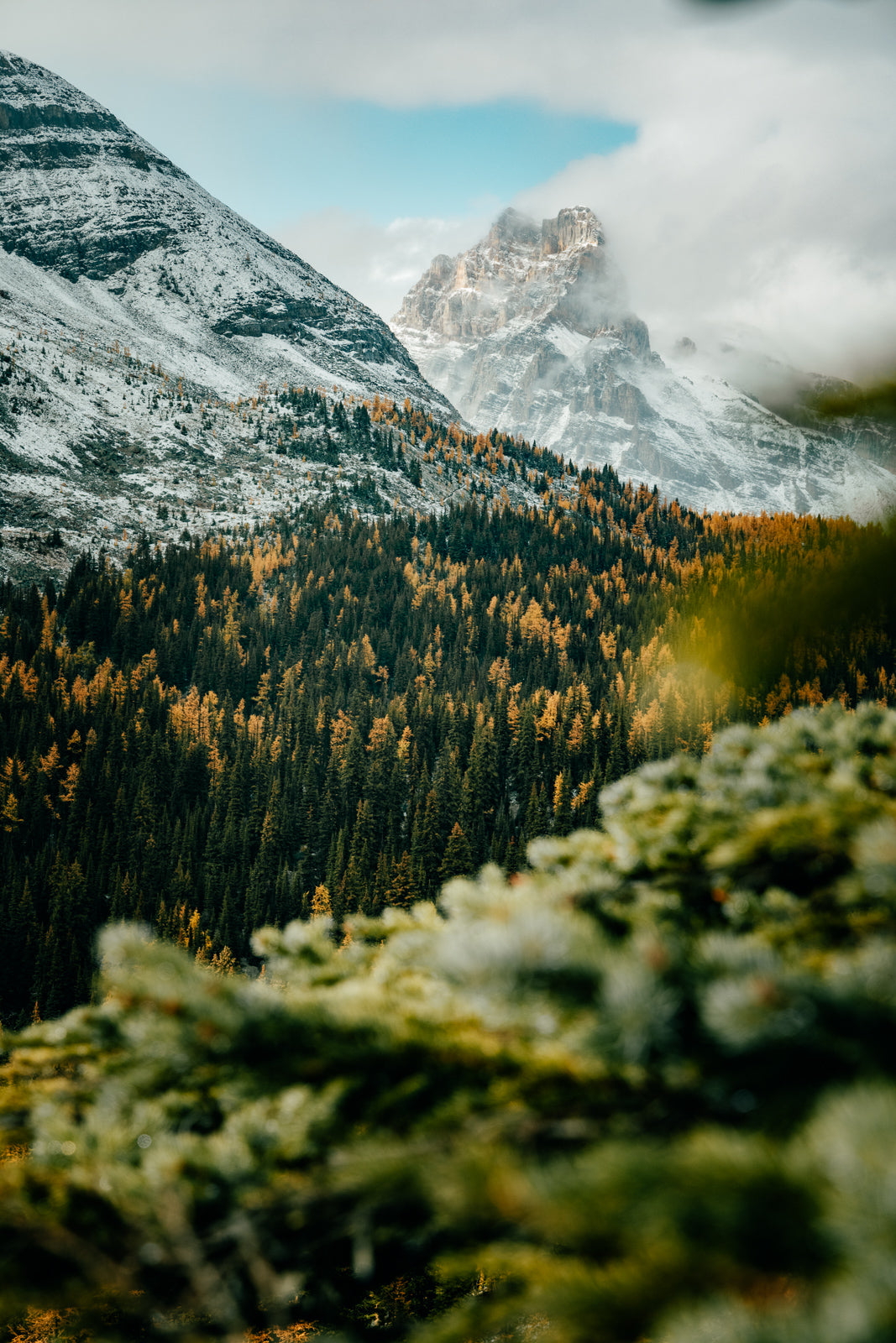 Larches II, Yoho National Park, Autumn 2023