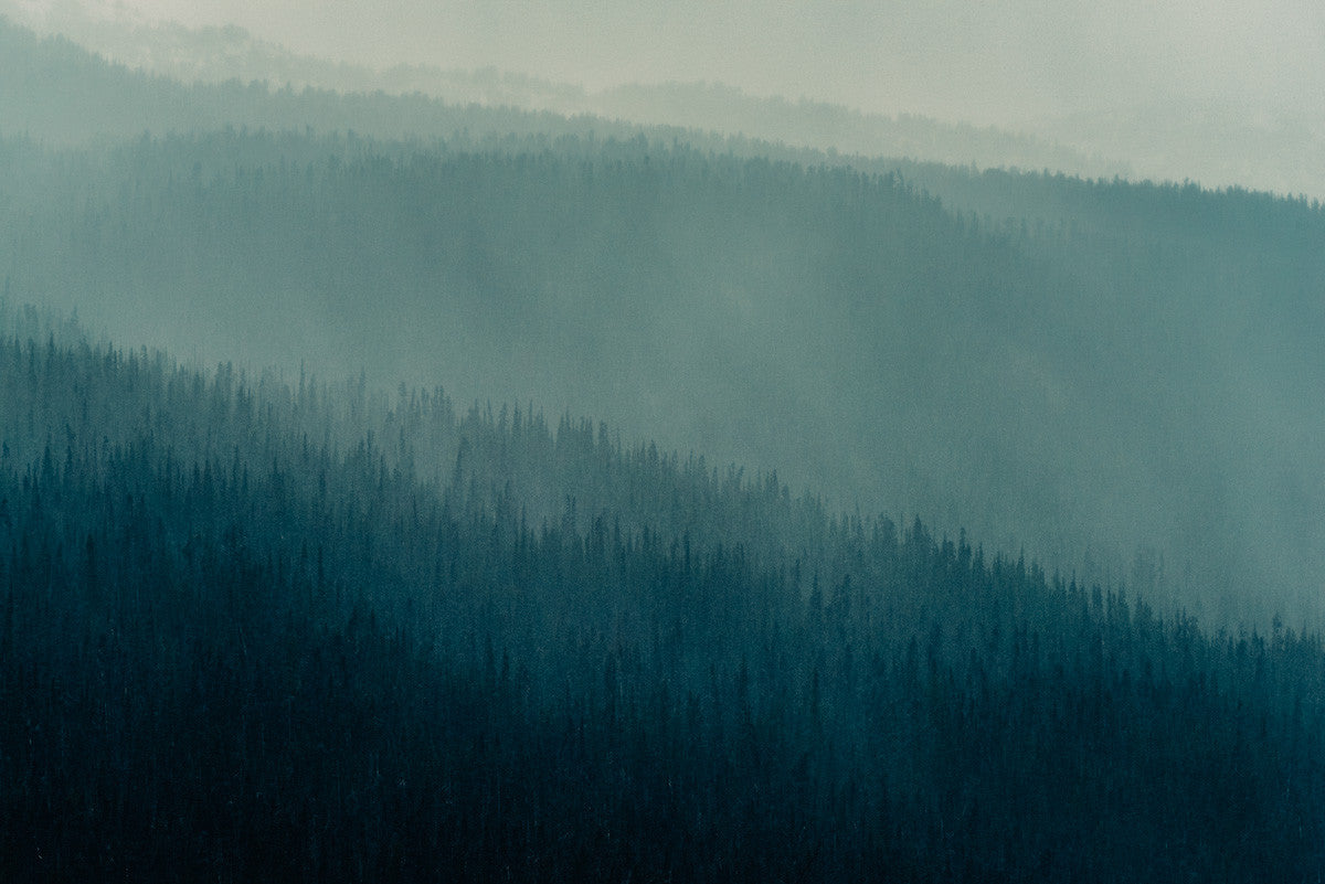 Forest Layers, Heckman Pass II