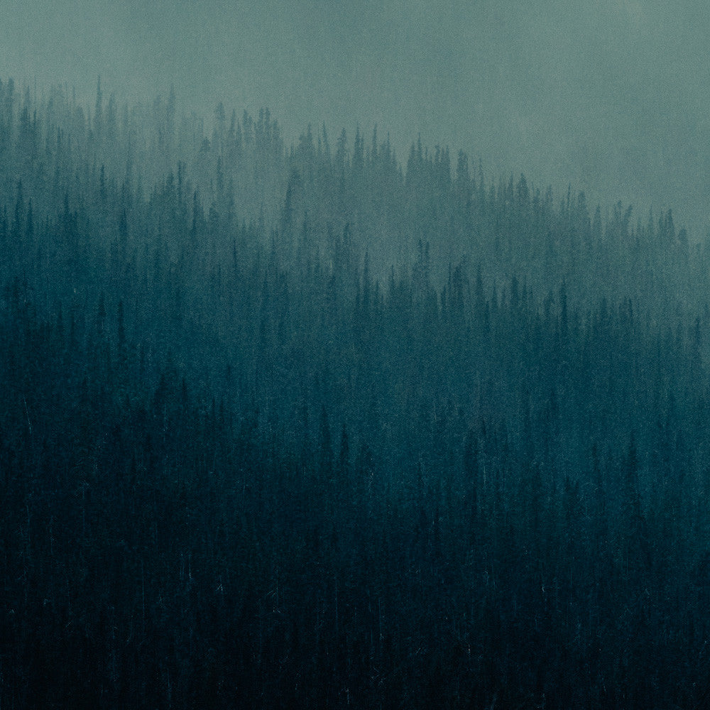 Forest Layers, Heckman Pass II