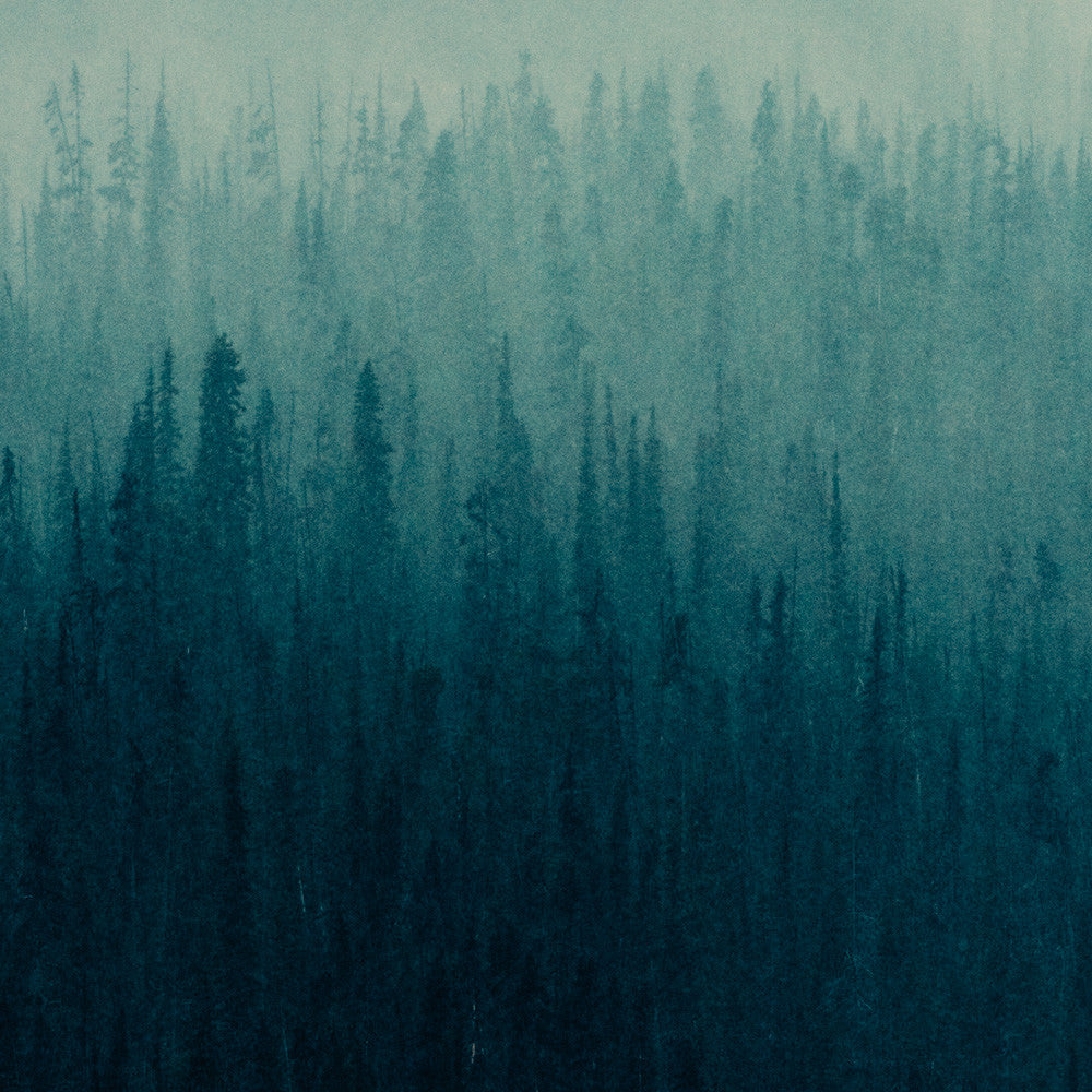 Forest Layers, Heckman Pass I