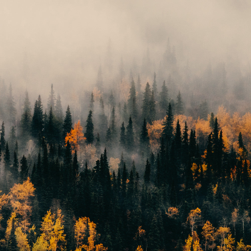 Autumn Northern British Columbia III