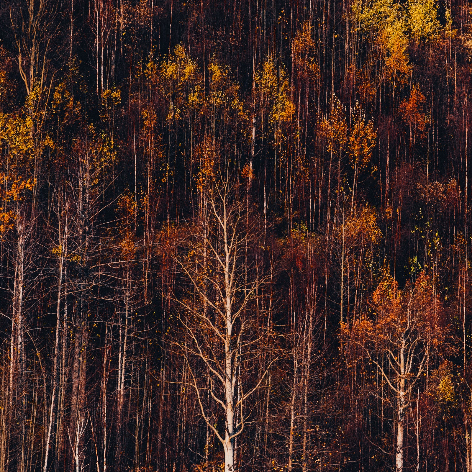 Autumn Retrospective II