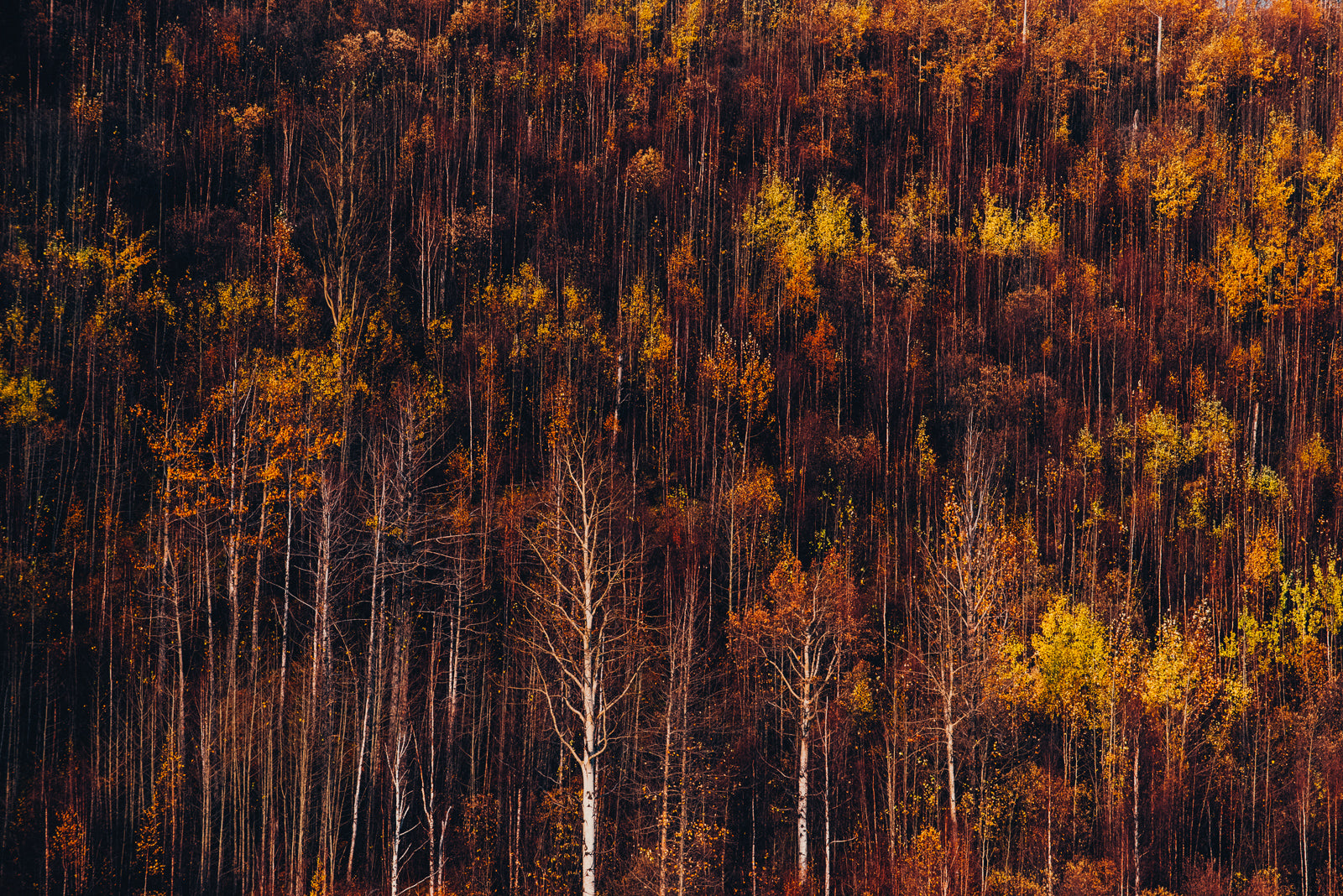 Autumn Retrospective II