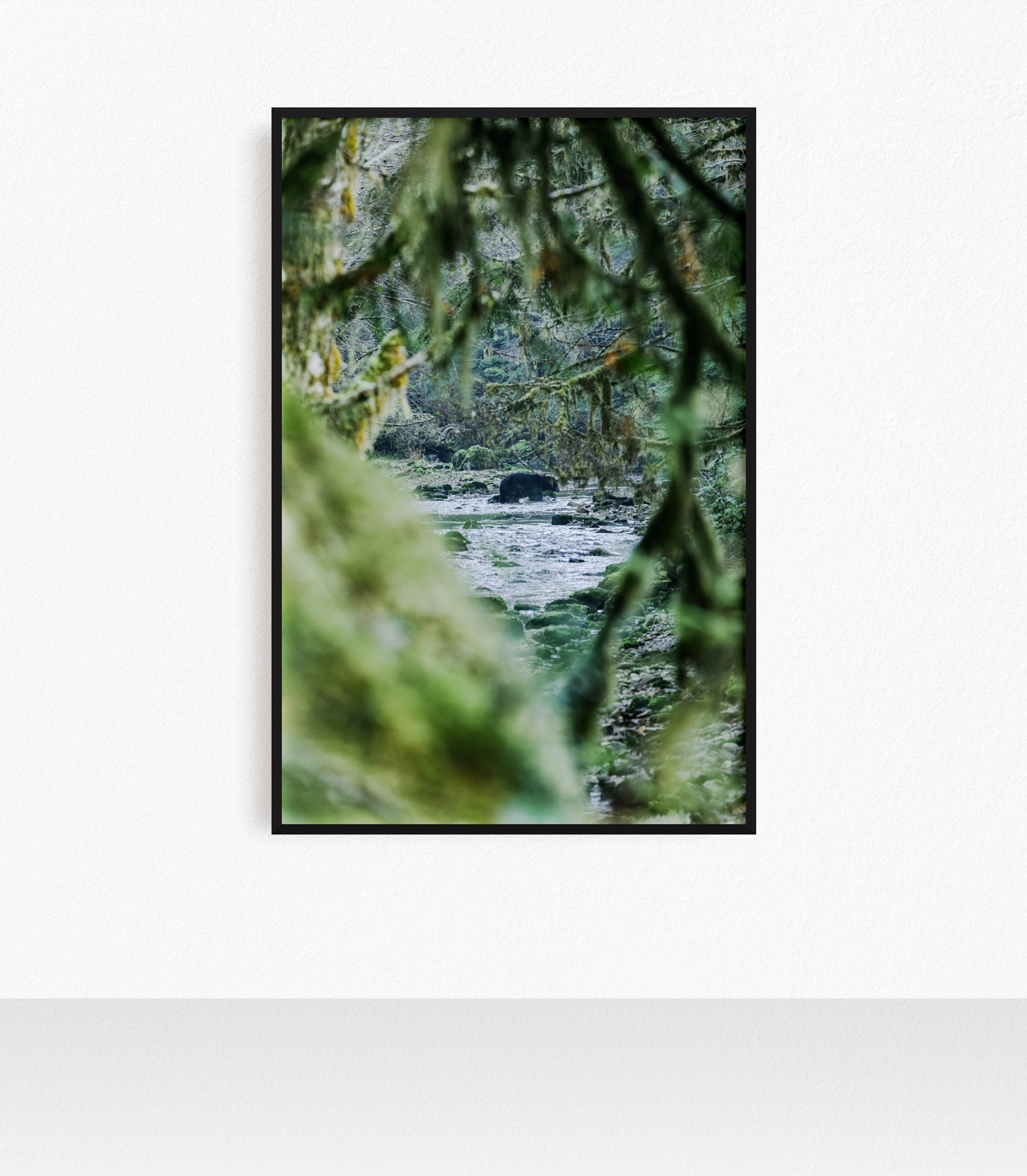 Black Bear Fishing, Gribbell Island, Great Bear Rainforest
