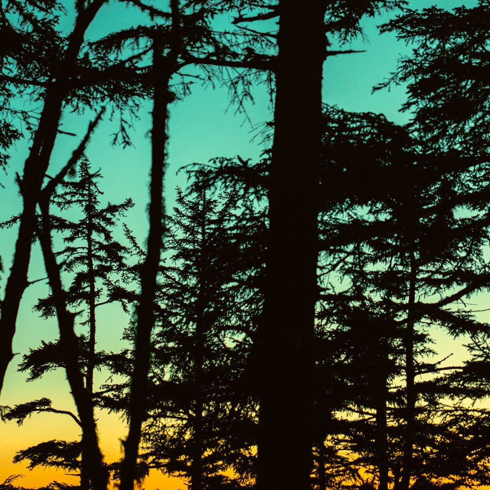 Dusk Through Shore Pines