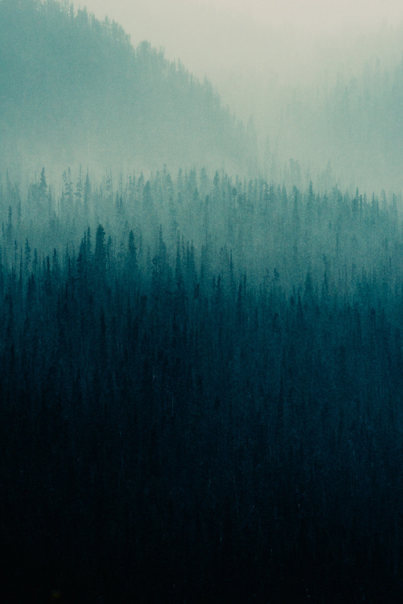 Forest Layers, Heckman Pass I