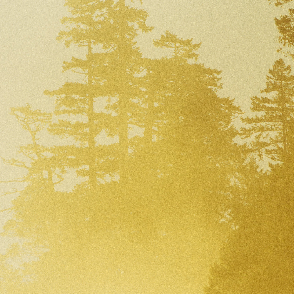Forest Light Study VIII