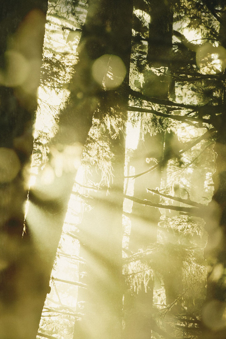 Forest Light Study IIX