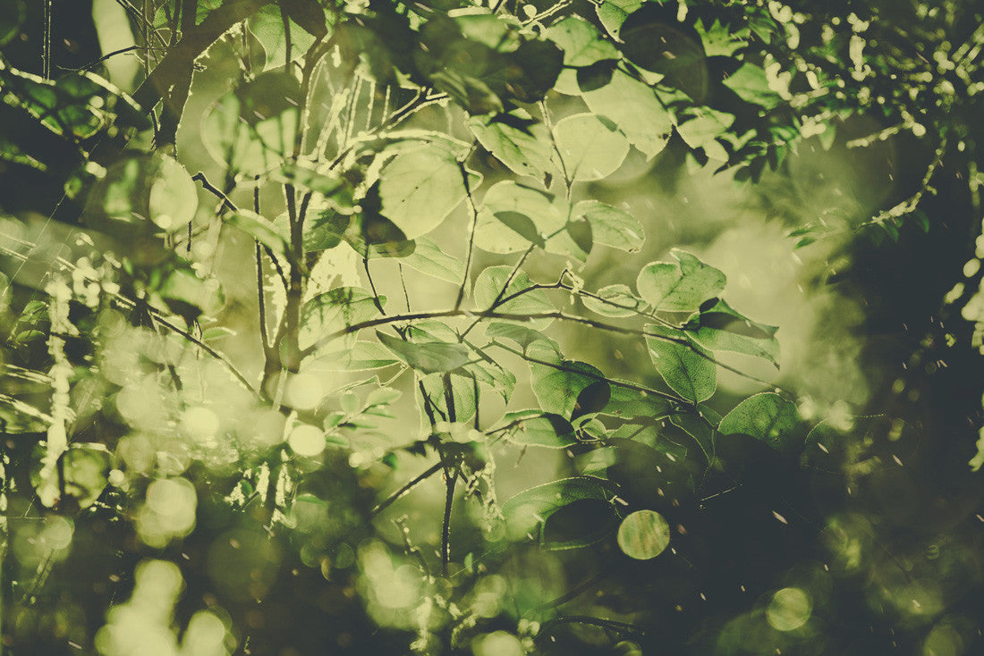 Forest Light Study IX