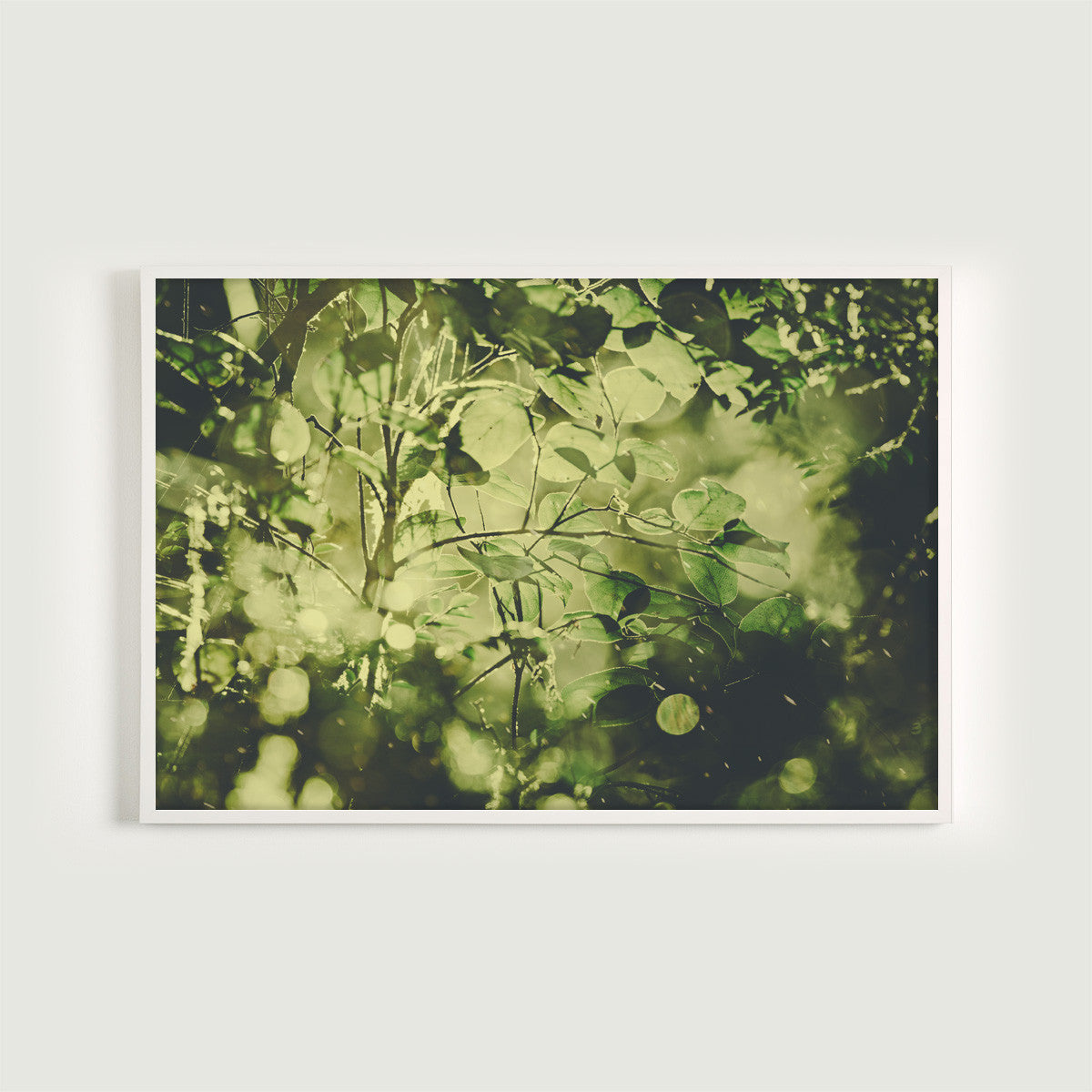 Forest Light Study IX