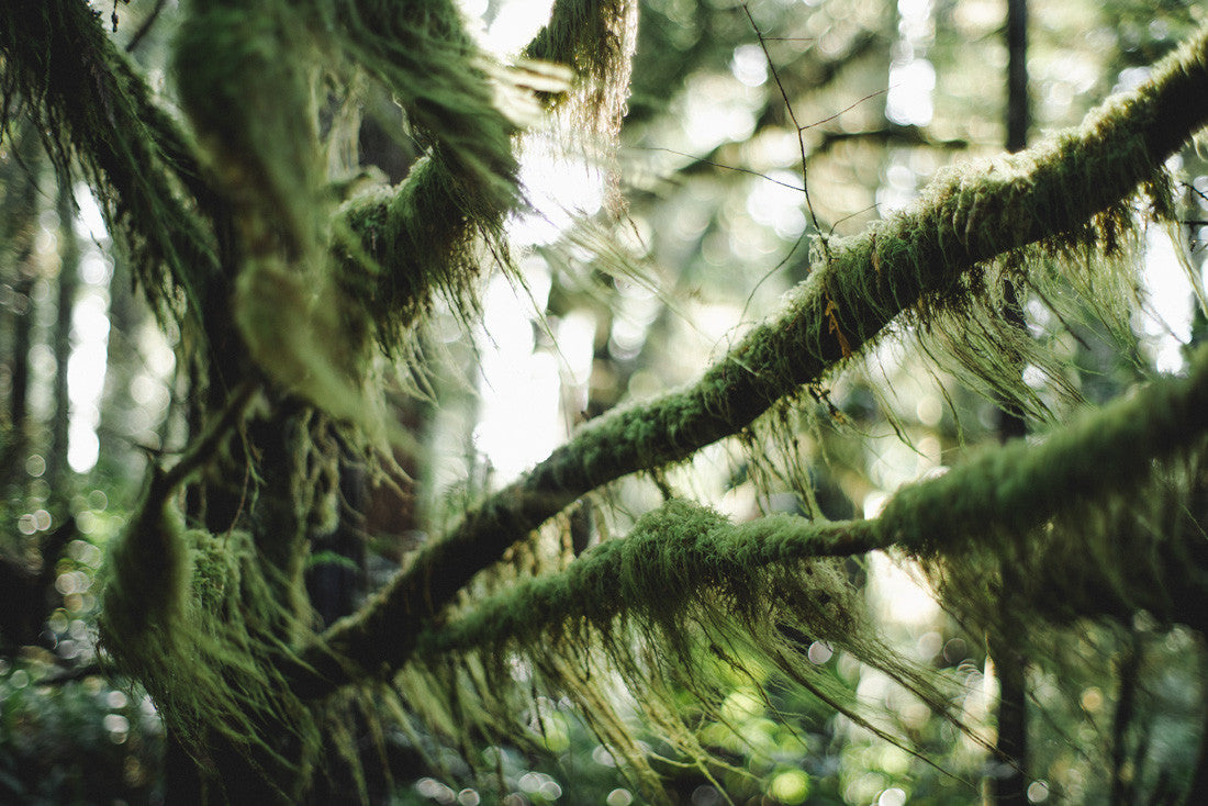 Forest Light Study II