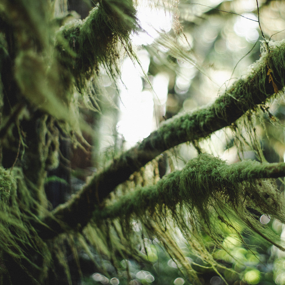 Forest Light Study II