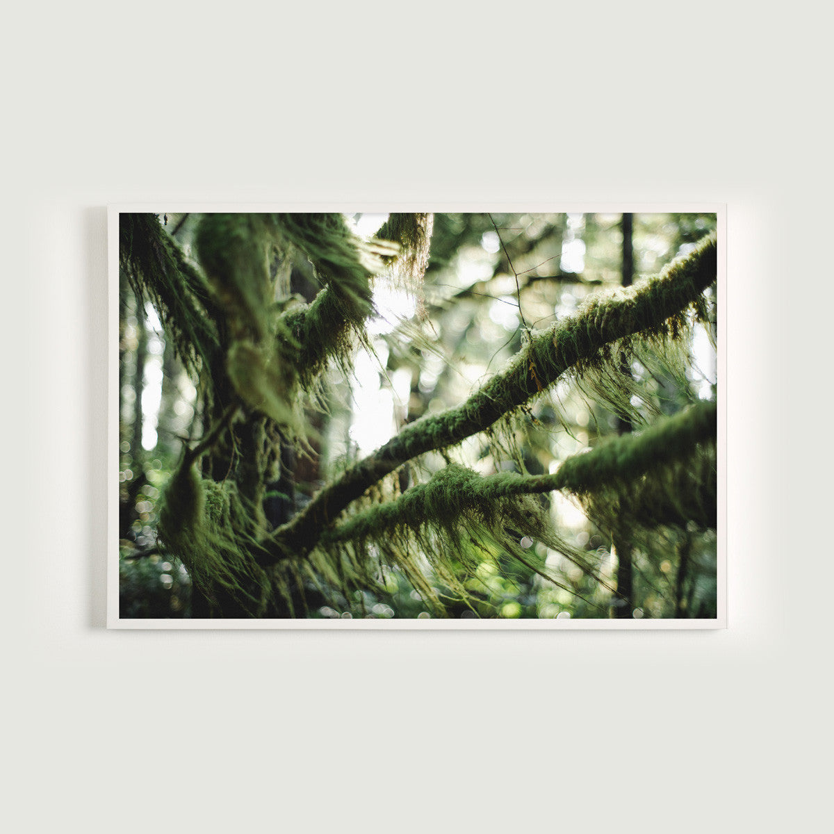 Forest Light Study II