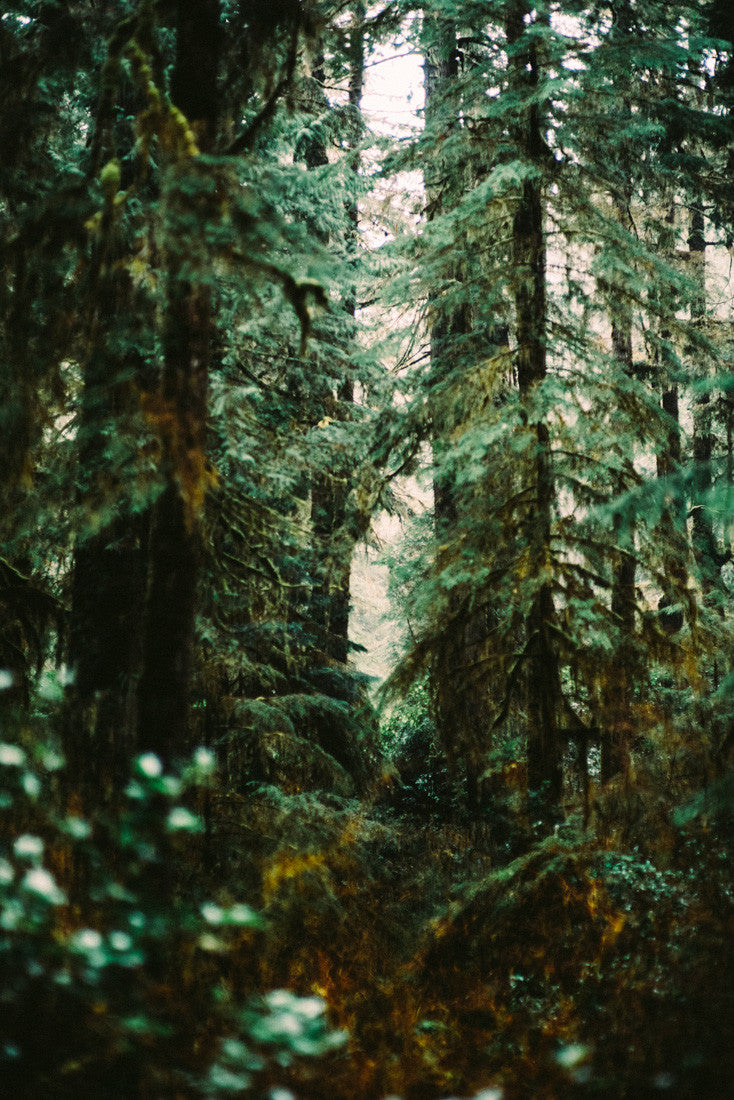 Forest Light Study V