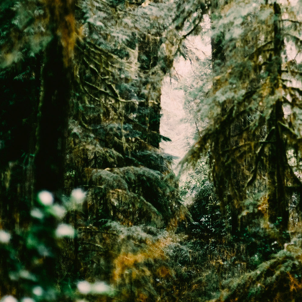 Forest Light Study VI