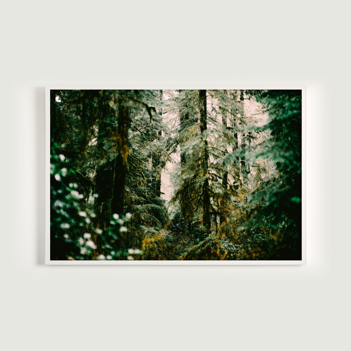 Forest Light Study VI