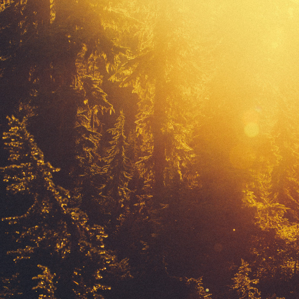Forest Light Study VII