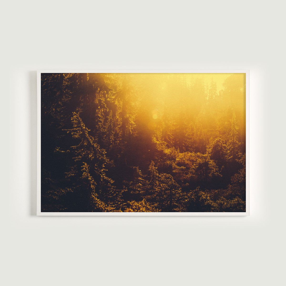 Forest Light Study VII