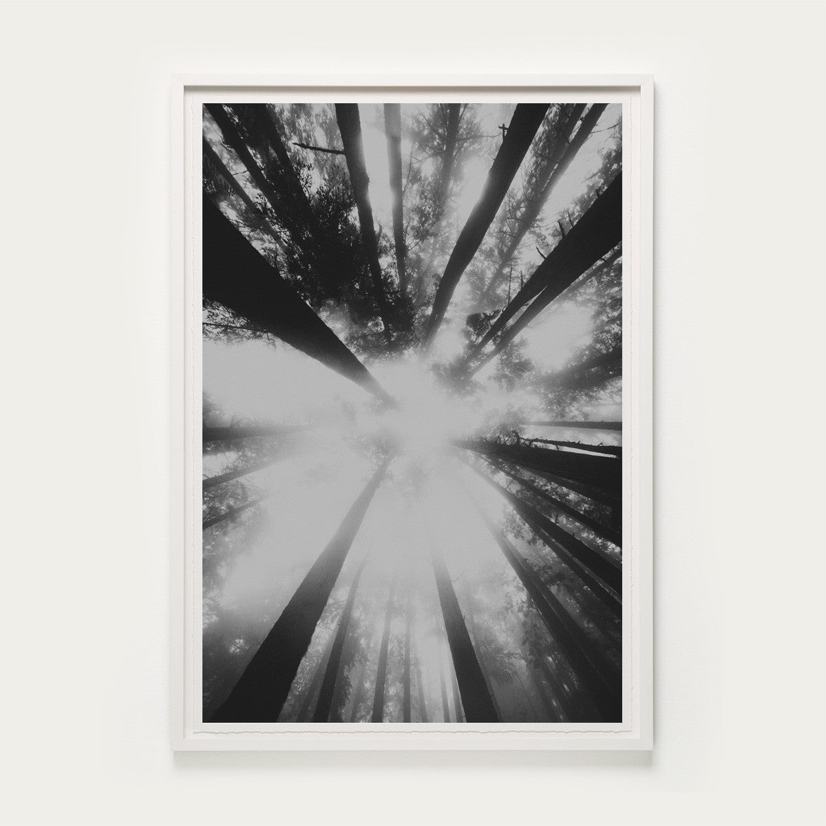 Forest Light Study I