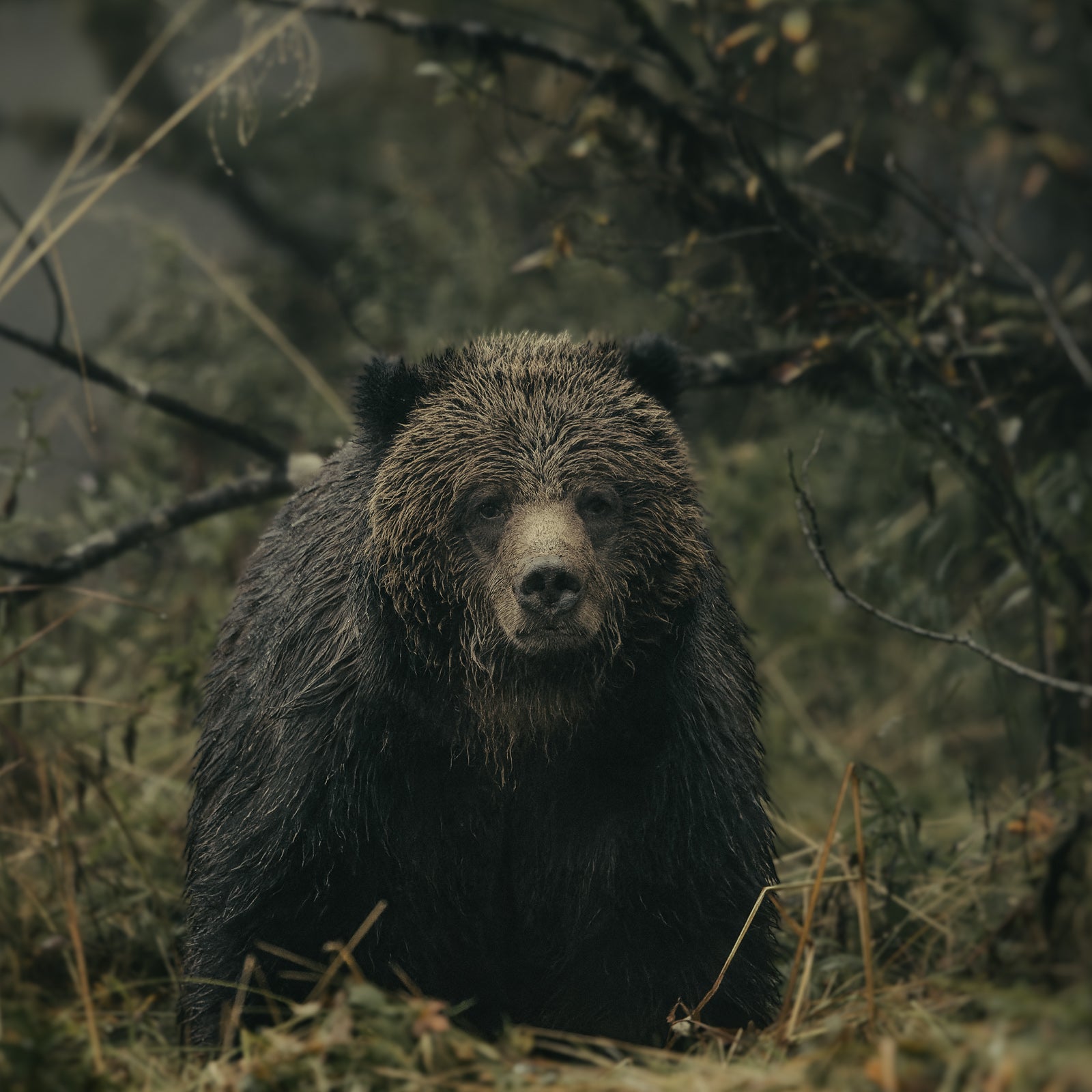 Portrait of a Grizzly, Khutze Inlet