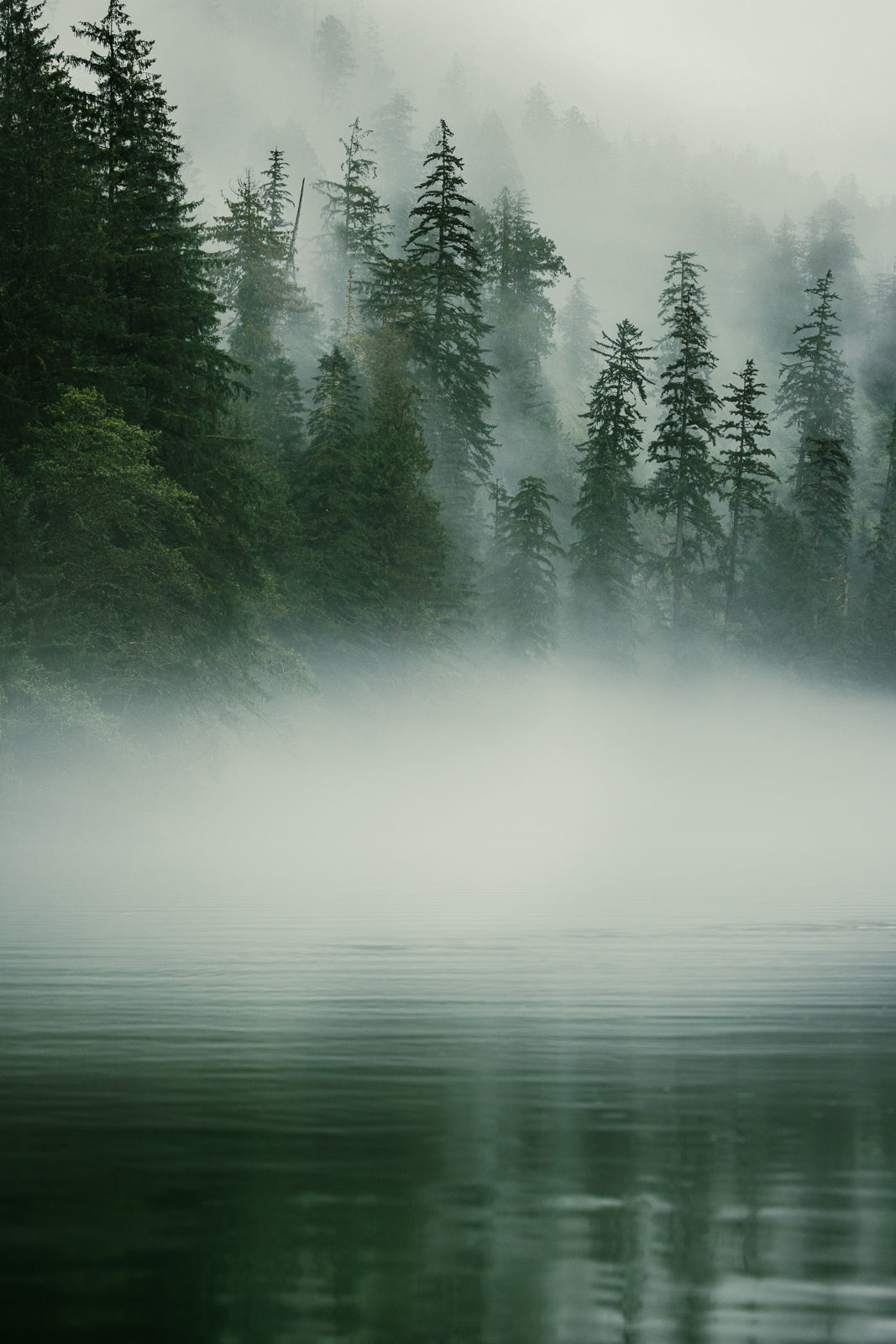 Misty Morning Khutze Inlet