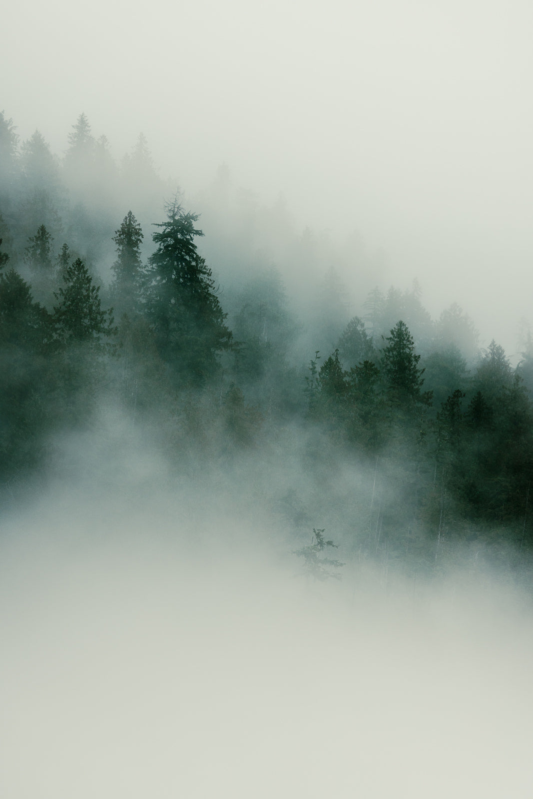 Misty Morning Khutze Inlet II