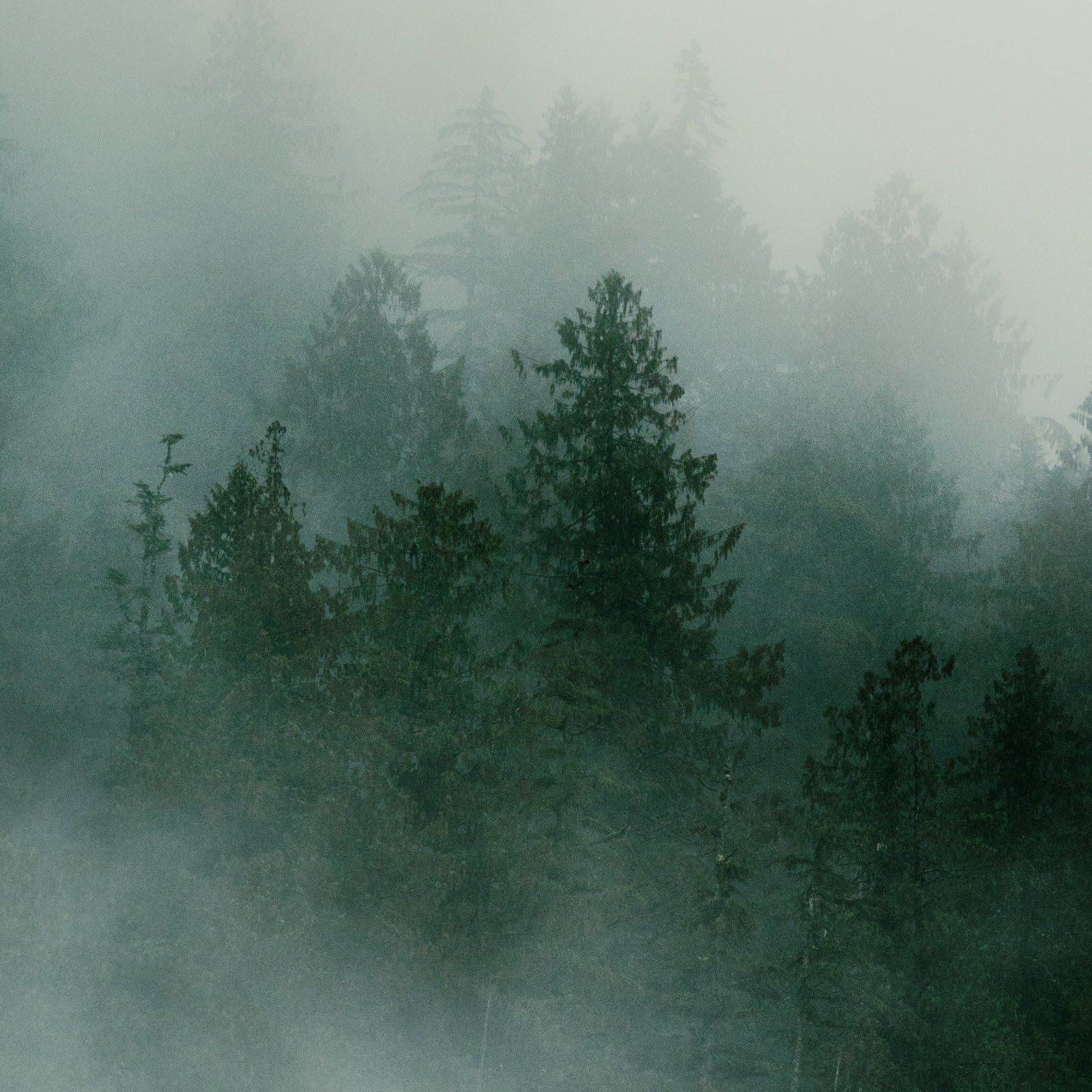 Misty Morning Khutze Inlet II