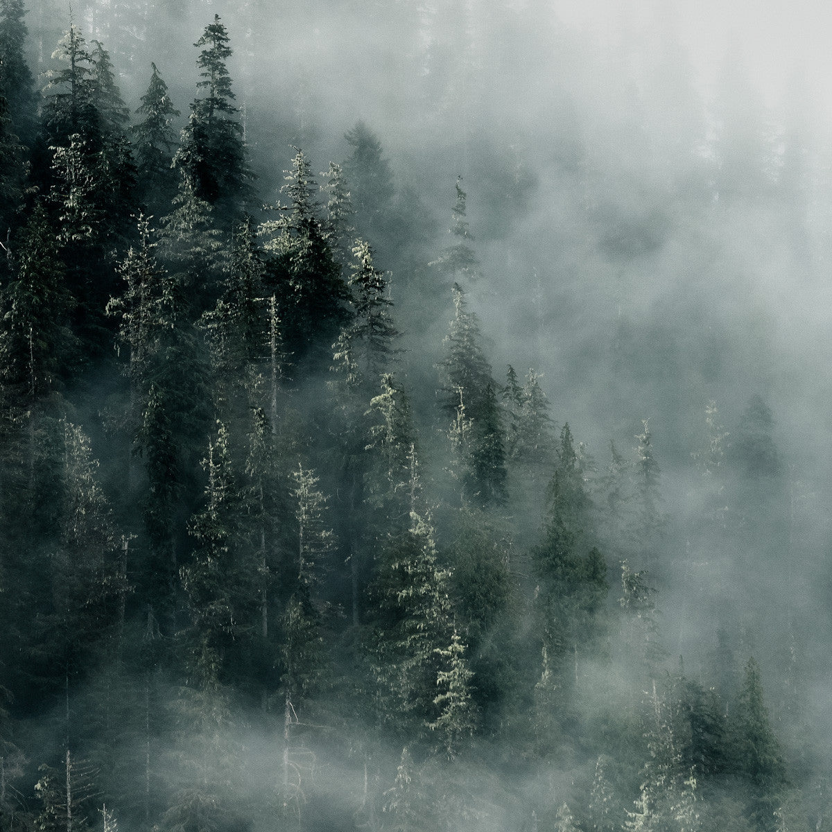 Khutzeymateen Old Growth, Great Bear Rainforest