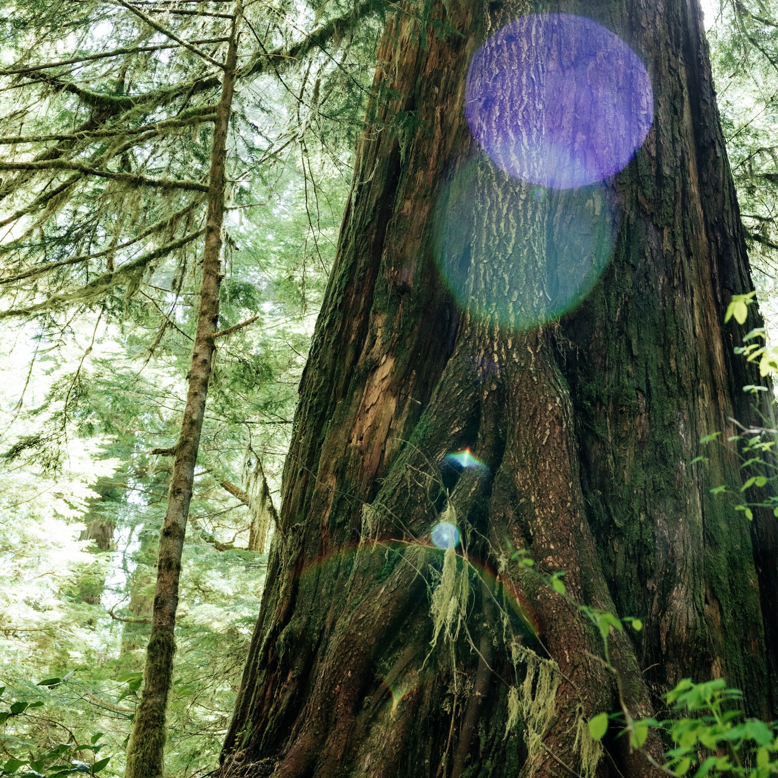 Mother Tree, Castle Grove