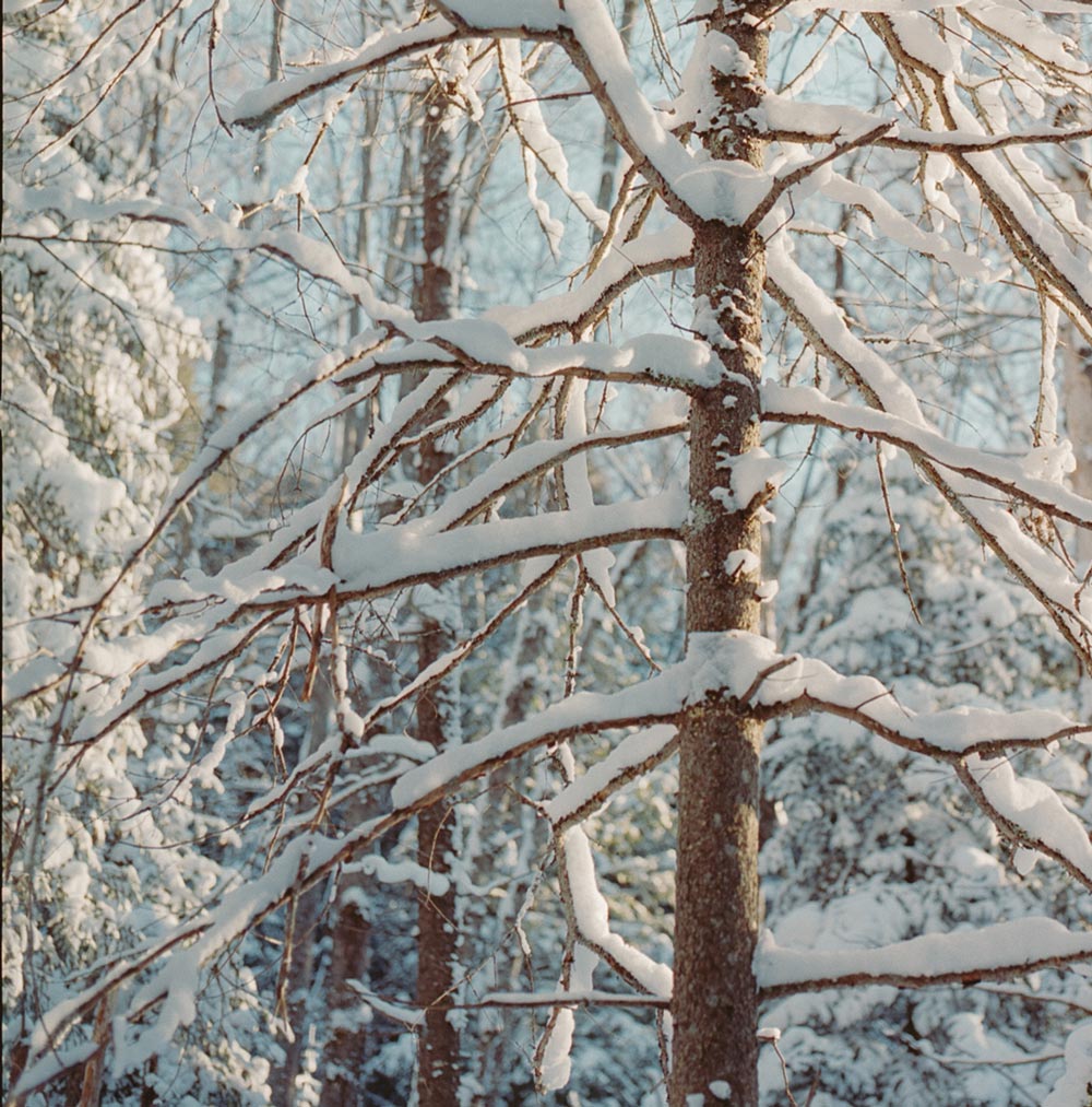 Muskoka Winter Forest