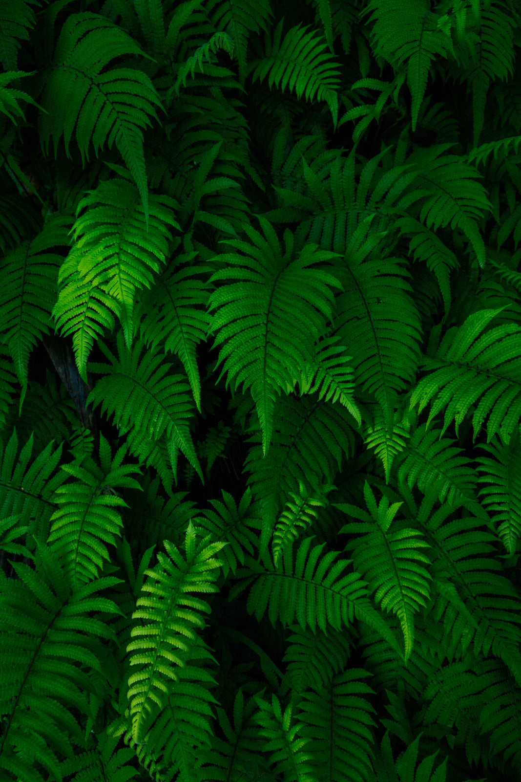 Napali Coast Ferns, Palapalai