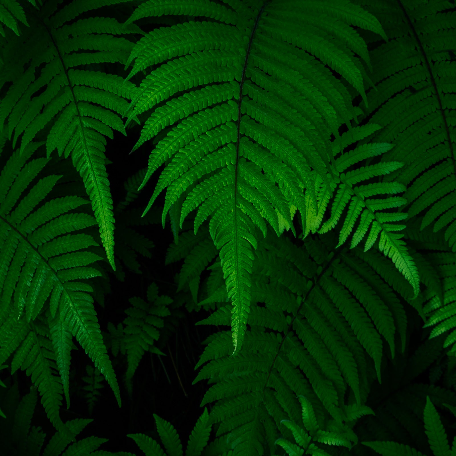 Napali Coast Ferns, Palapalai