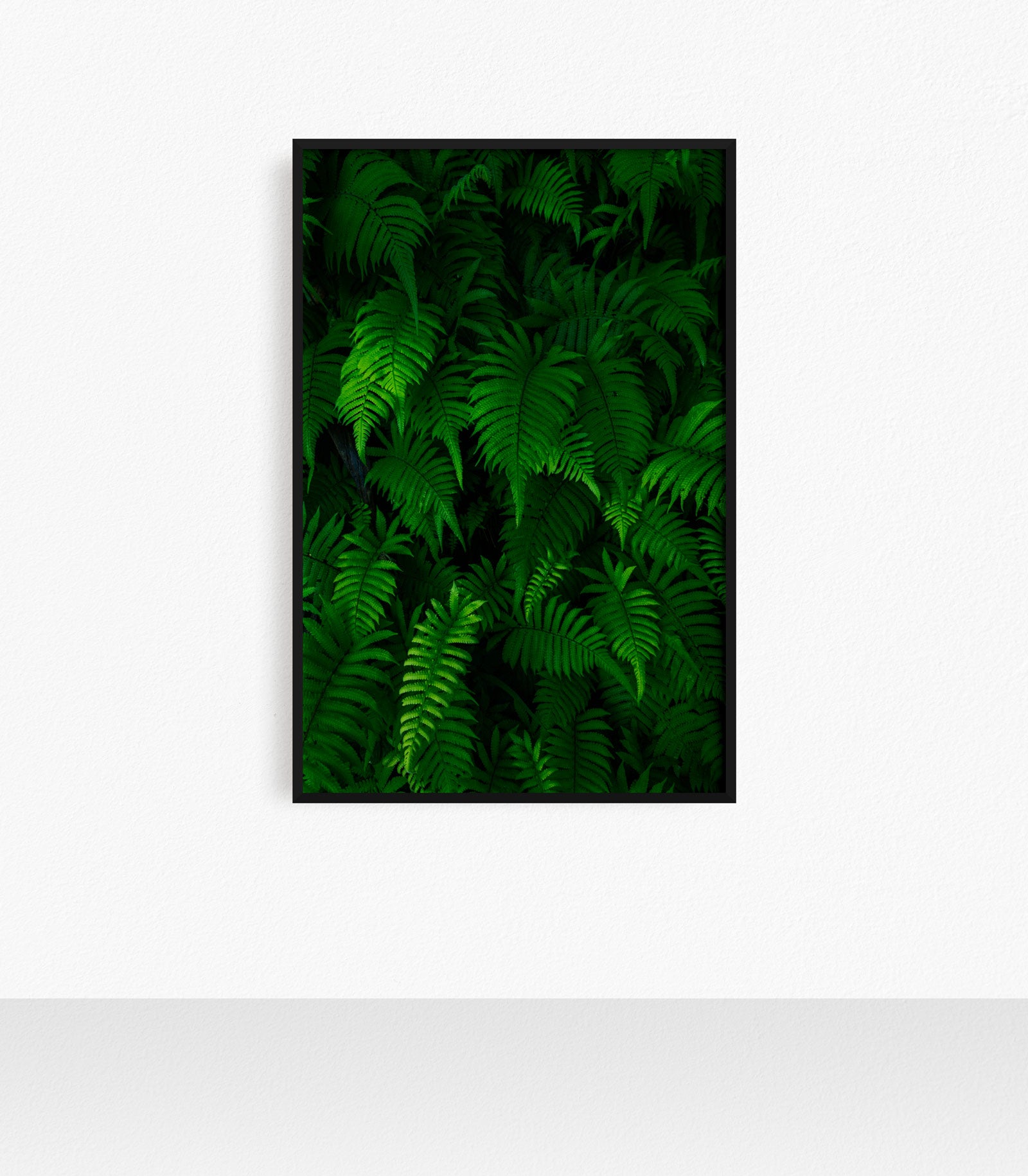 Napali Coast Ferns, Palapalai