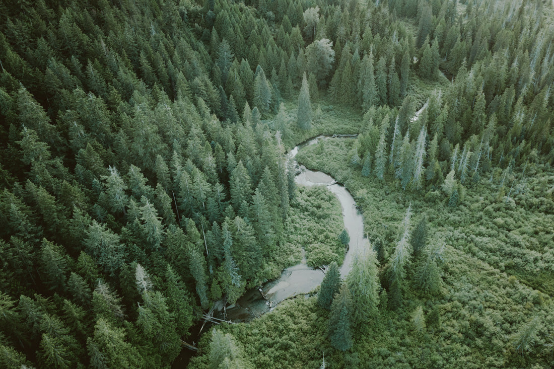 Old Growth Stream, E.C. Manning Park