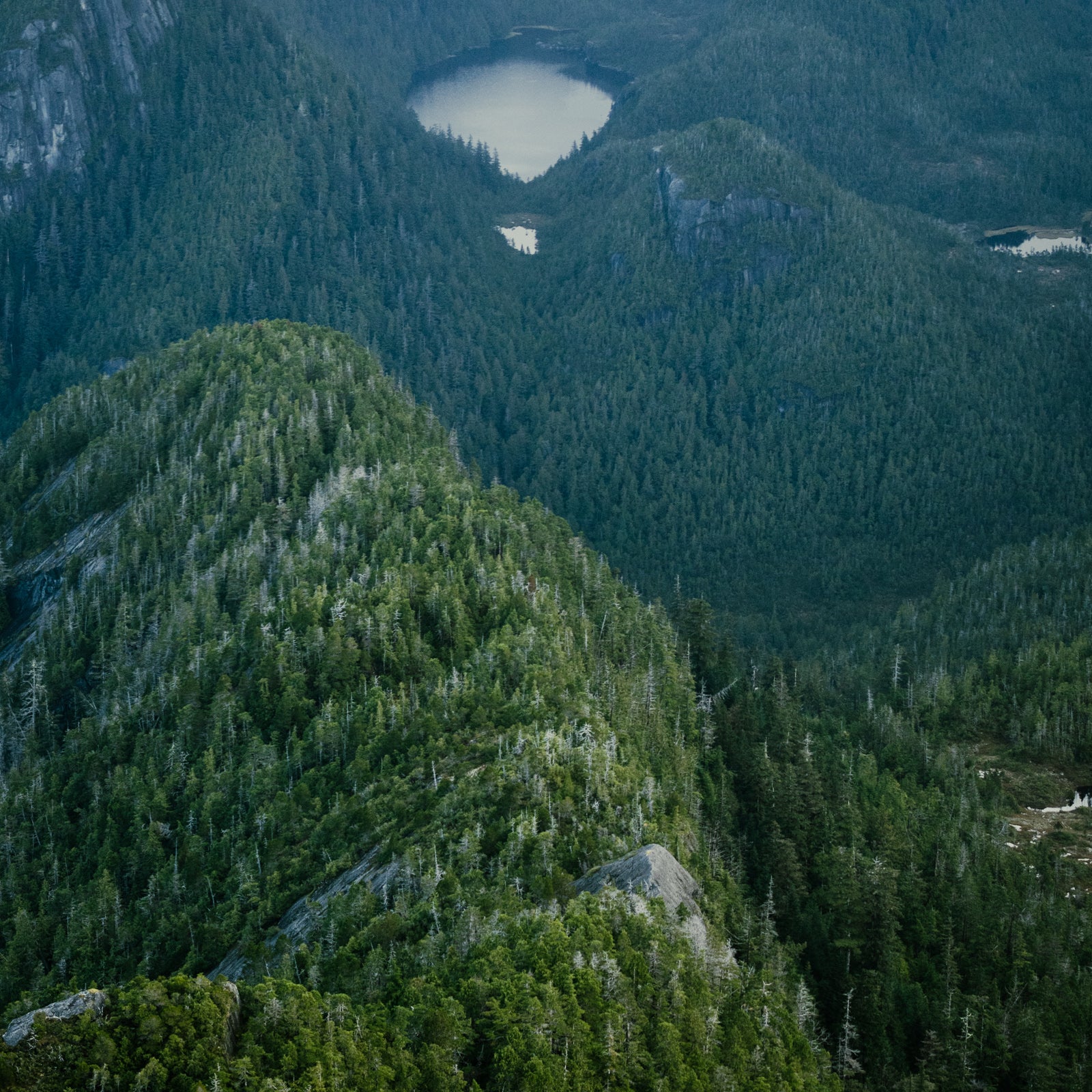 Princess Royal Island, Aerial II