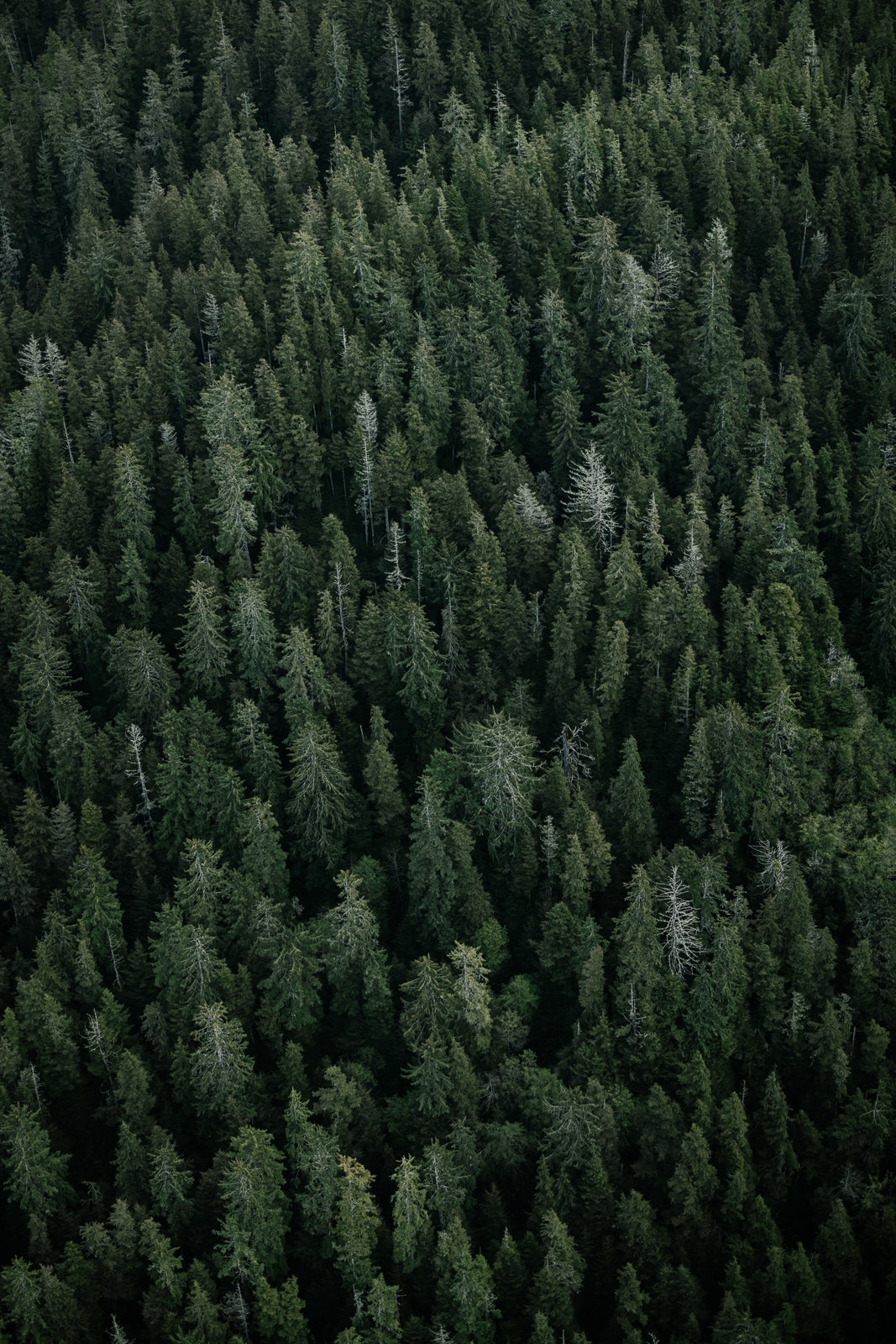 Great Bear Rainforest, Old Growth