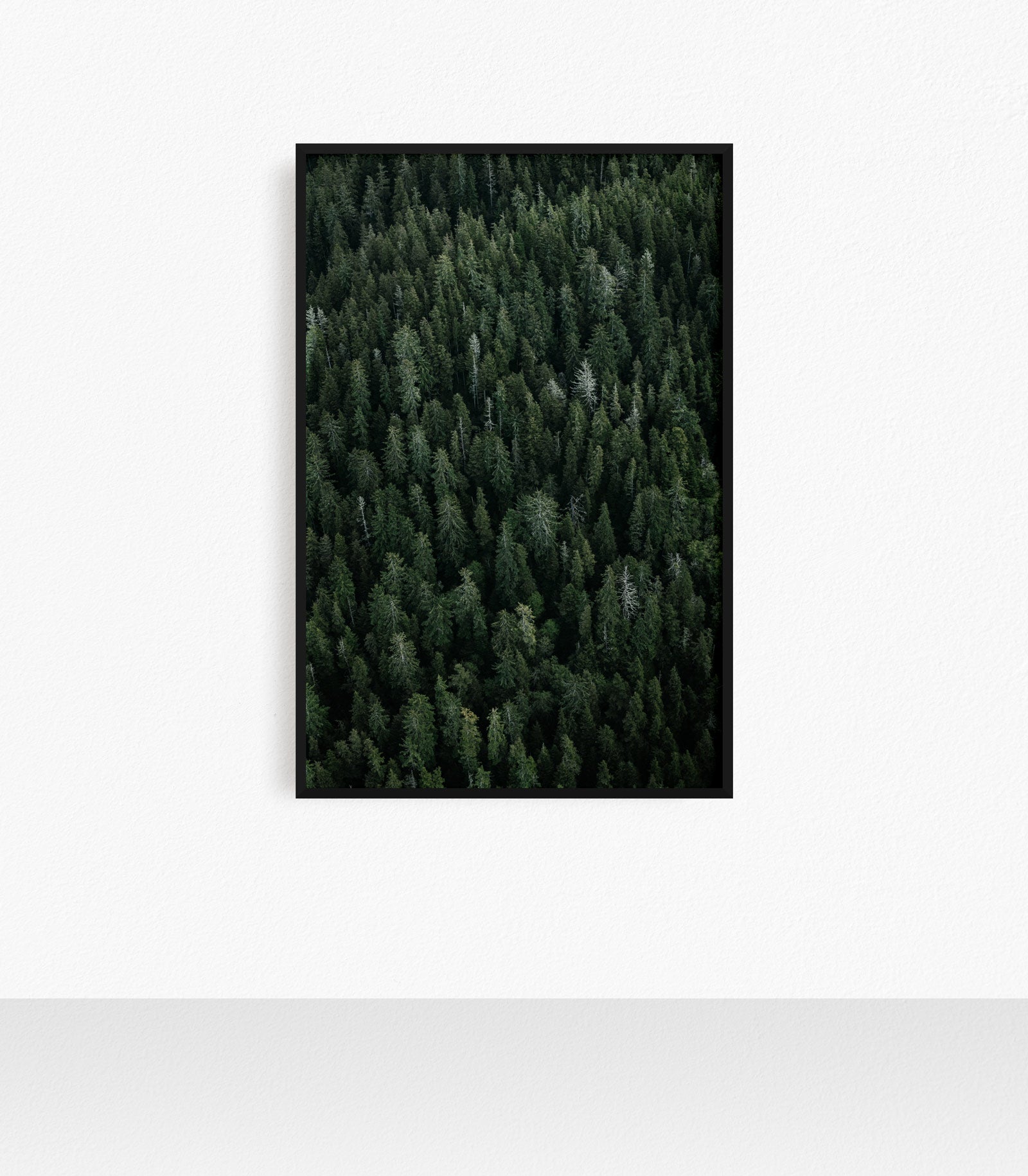 Great Bear Rainforest, Old Growth