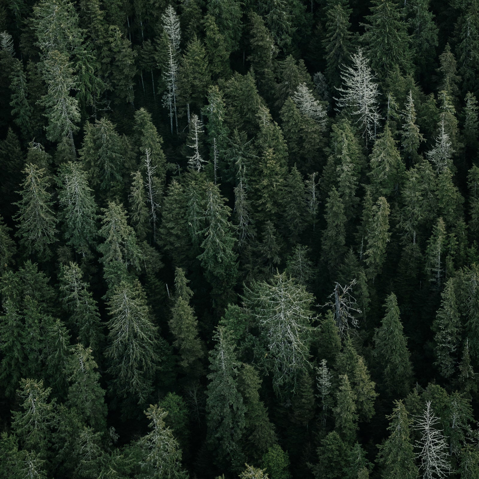 Great Bear Rainforest, Old Growth