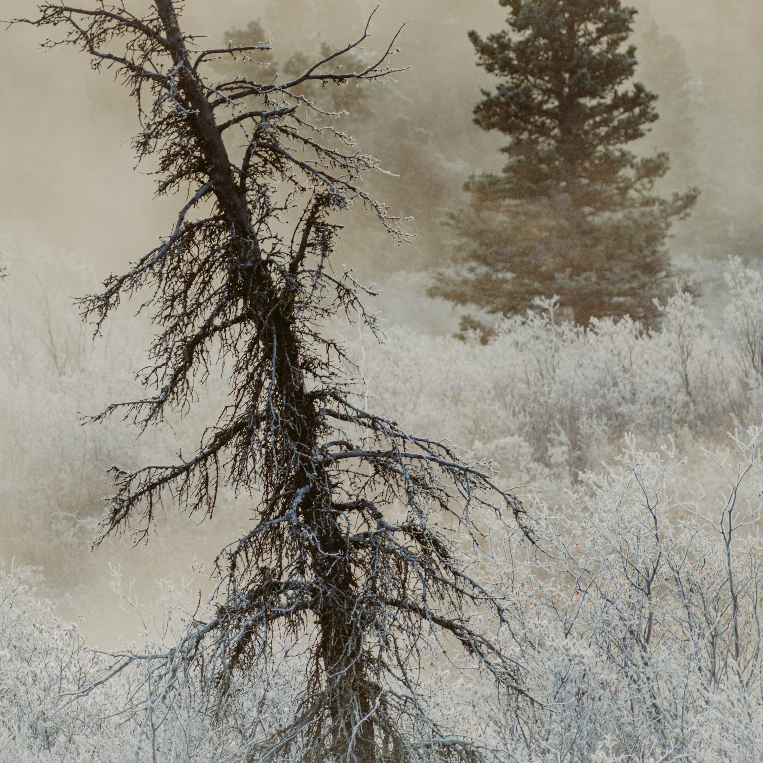 Permafrost, Kluane National Park