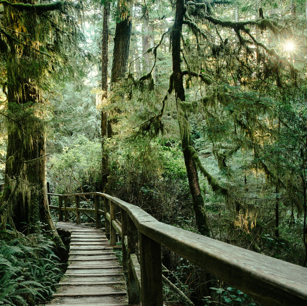 Rainforest Trail, Afternoon Light