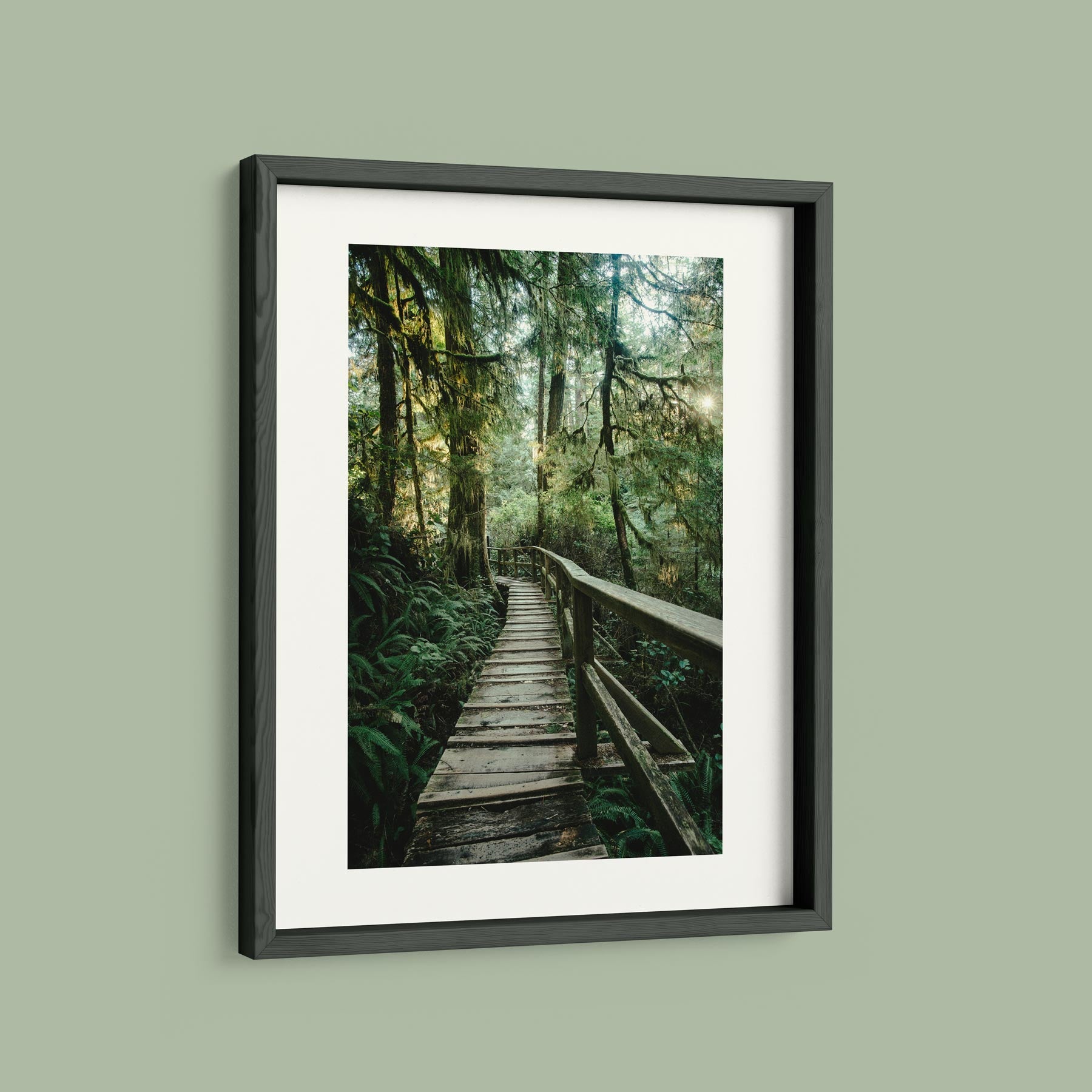 Rainforest Trail, Afternoon Light