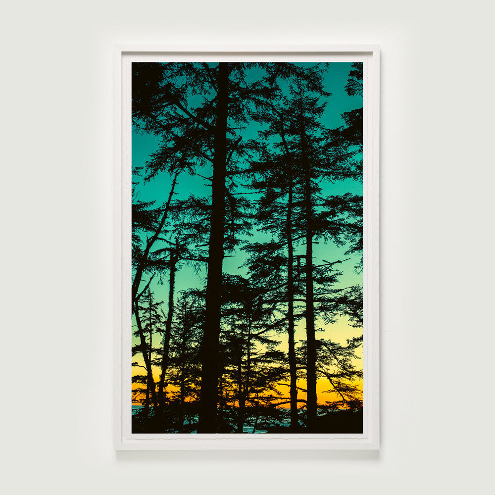 Dusk Through Shore Pines