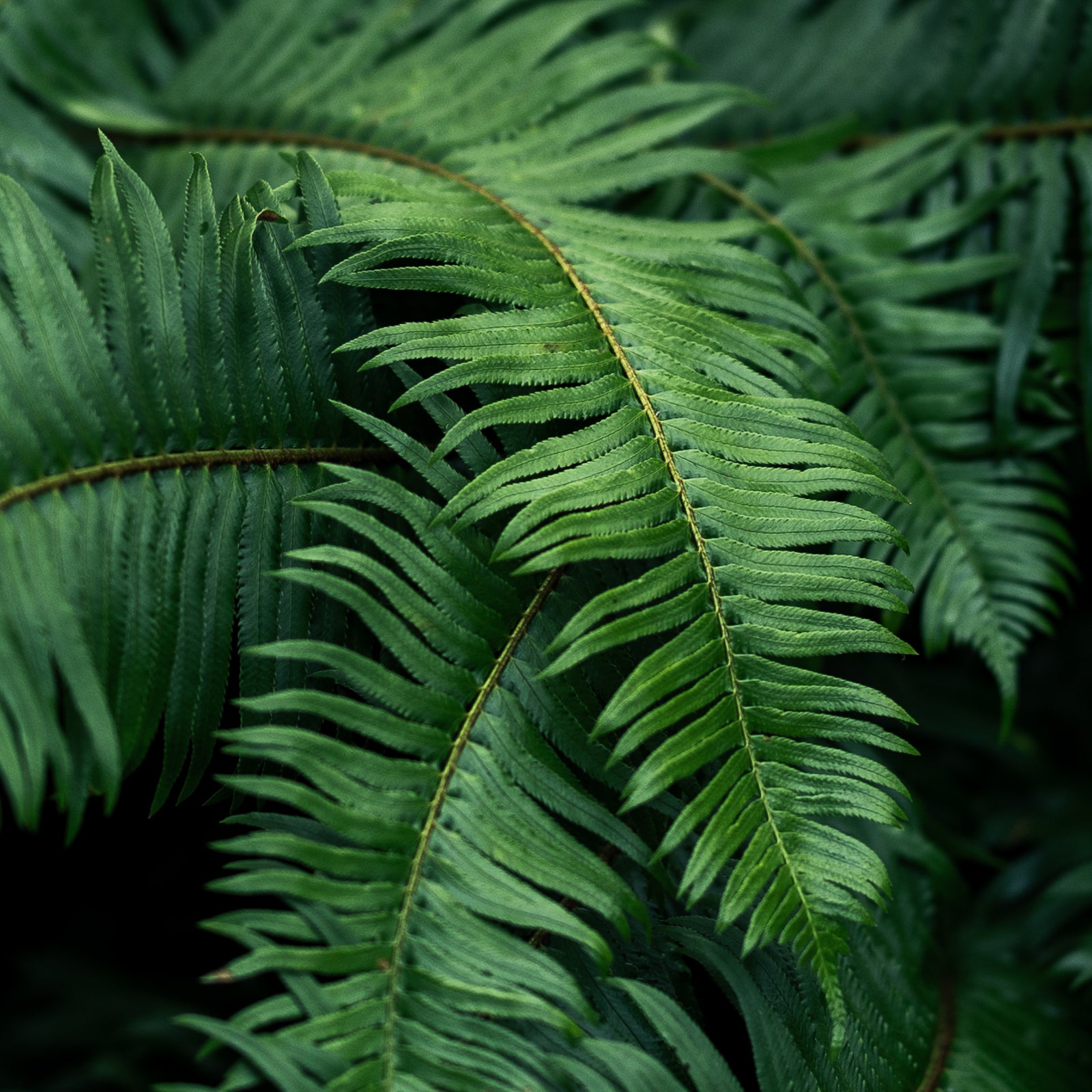 Sword Ferns