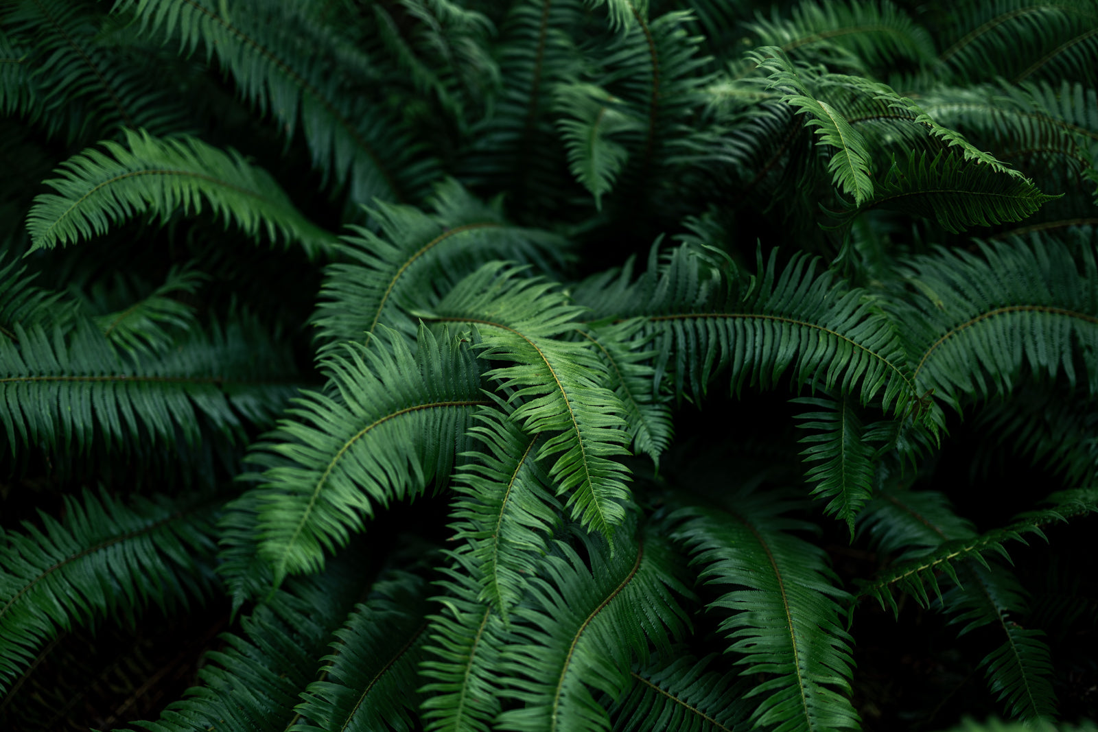 Sword Ferns