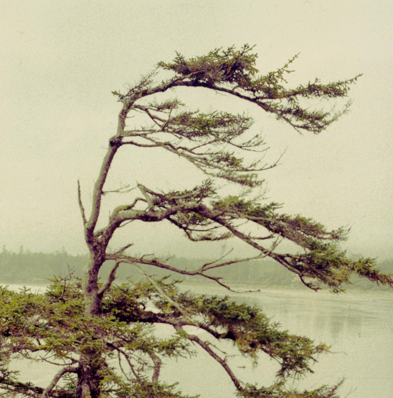 Windswept Pines, Cox Bay
