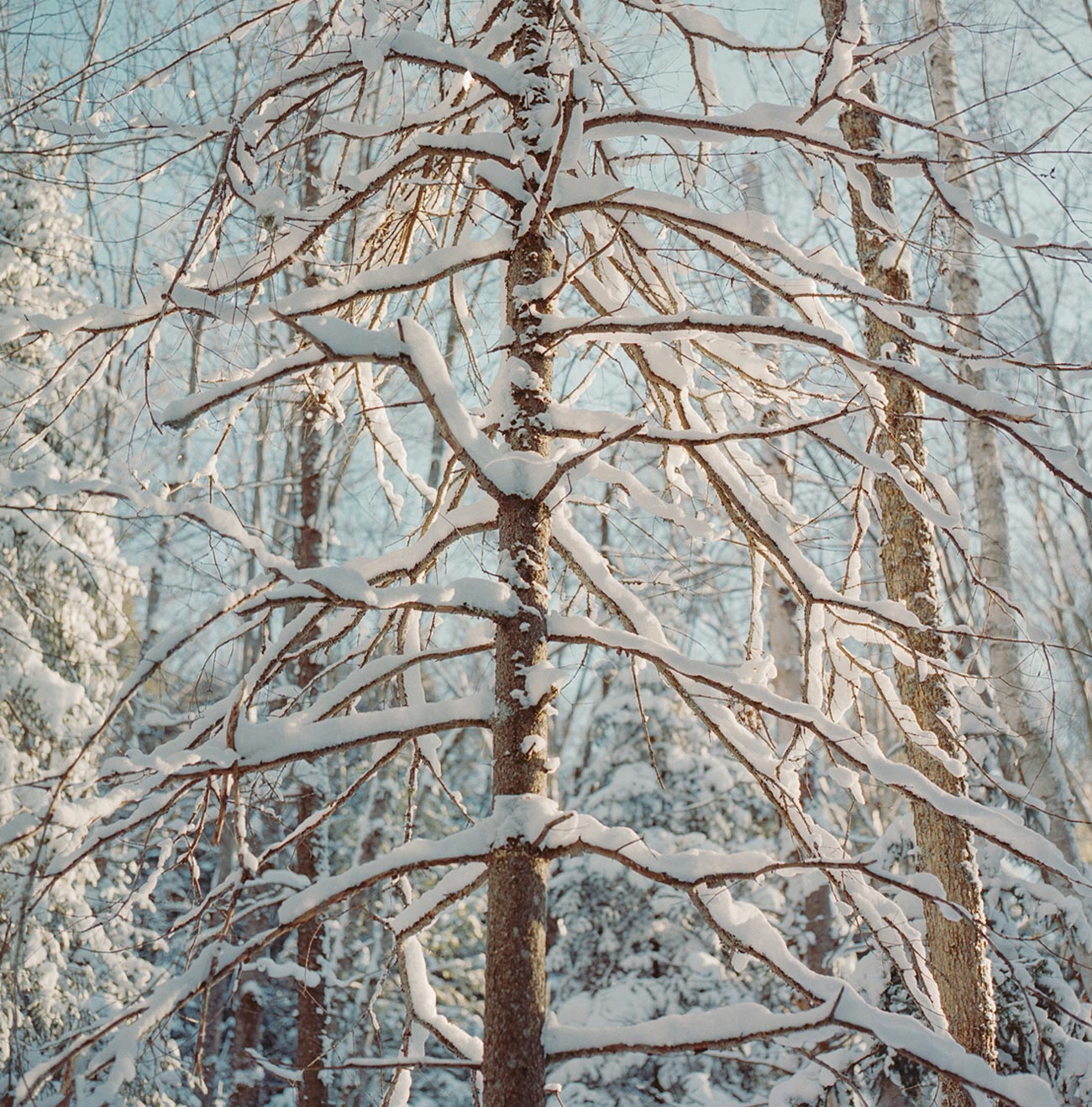 Muskoka Winter Forest
